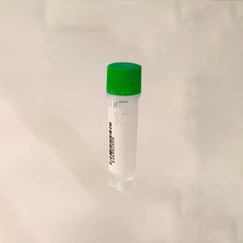 Self-Standing External Threads Cryogenic Vials Plastic CryoKING For Labs Sterile, O-ring Free